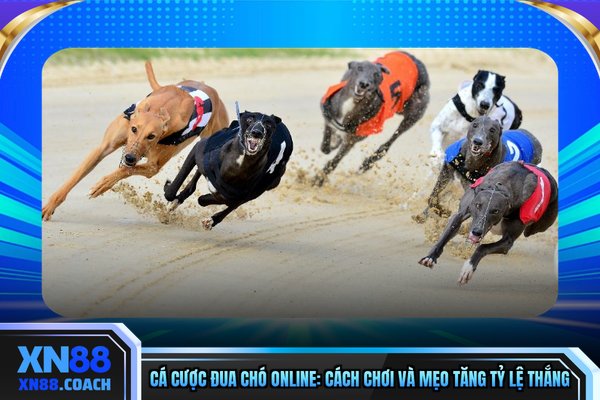 Cá Cược Đua Chó Online: Cách Chơi Và Mẹo Tăng Tỷ Lệ Thắng
