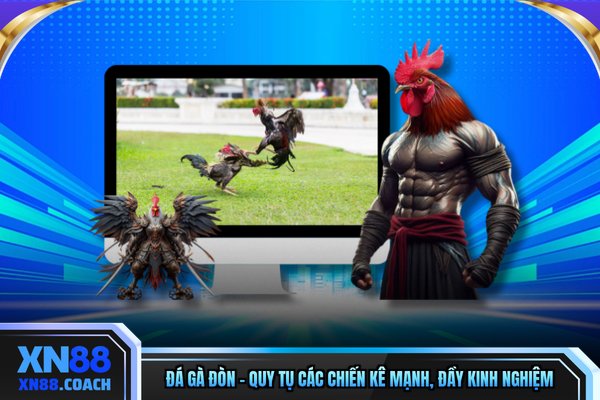 Đá Gà Đòn - Quy Tụ Các Chiến Kê Mạnh, Đầy Kinh Nghiệm